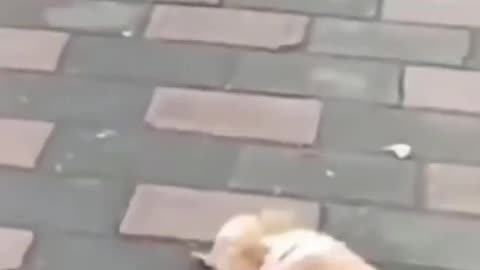 Dog funny videos🤣😂 || cute dog || Dog recation
