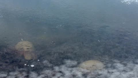 Farmer Finds Snapping Turtles Under the Ice