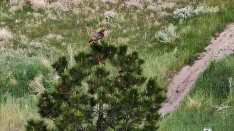 Red-tailed hawk poops on a woodhouse's scrub-jay