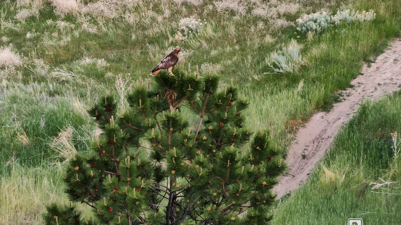 Red-tailed hawk poops on a woodhouse's scrub-jay
