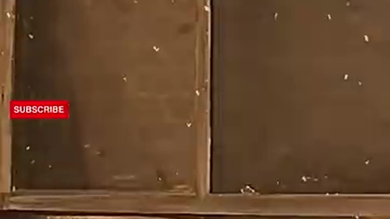 king of comedy