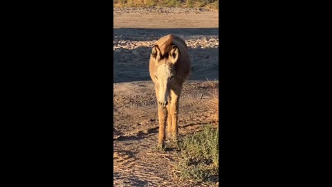 Wild Dems of Nevada