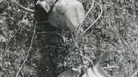 Why Was This German Bomb Called the “Butterfly Bomb” WW2 Documentary