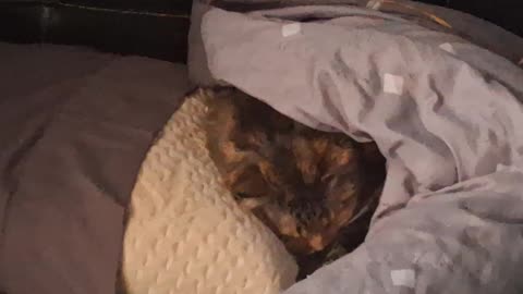 Adorable Sleeping Cat Wrapped in a Blanket—Pillow Supreme coziness 😽🛏️