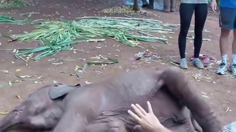 😍🐘 This Baby Elephant Acts Just Like a Child! | FunFM