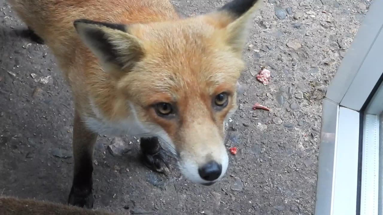 Red Fox Gives me A Kiss Every Day...