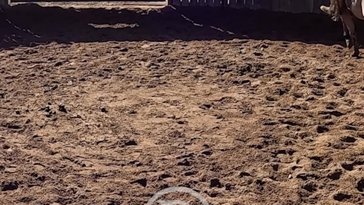 This is what a round pen is good for.