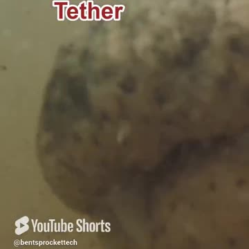 Gator Sits on ROV Tether