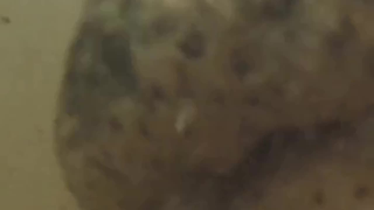 Gator Sits on ROV Tether