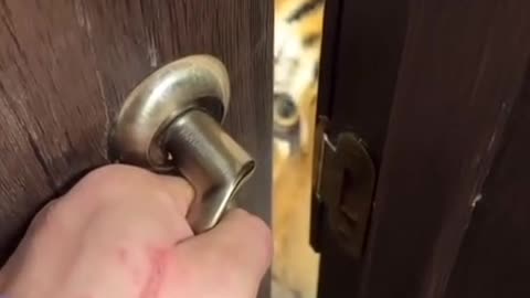 How Cute the Cat is