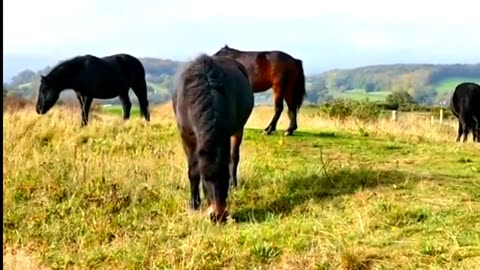 The Most Majestic Horse You'll Ever See – Absolute Perfection in Motion!