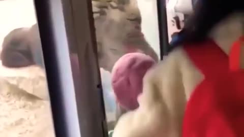 funny Animals Videos, Funny Animals
