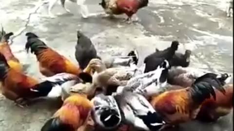 Funniest Animal Fights _ Dog vs Chicken Fight