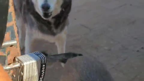 051925 Trucknhotrod ranch Dog pack greetings