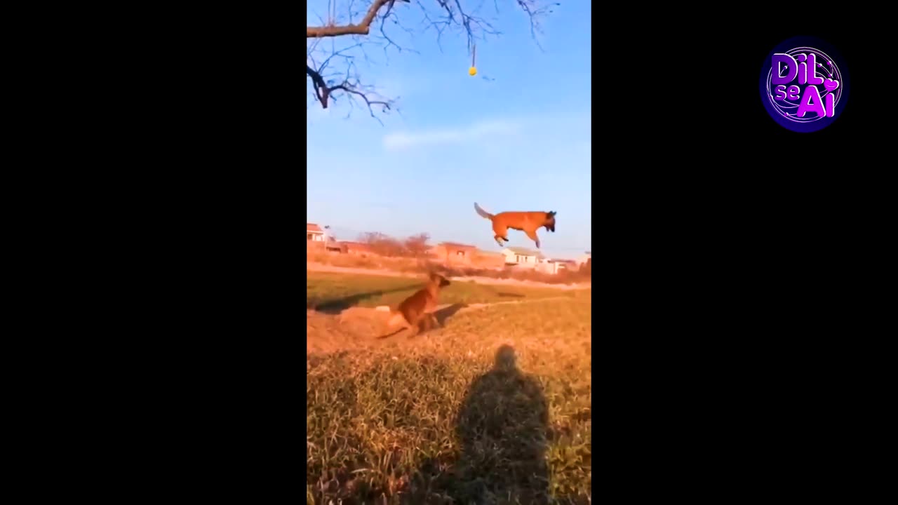 Dog Advanture