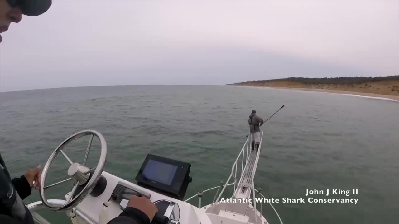 WHITE SHARK ATTACK ALMOST GAT HIM