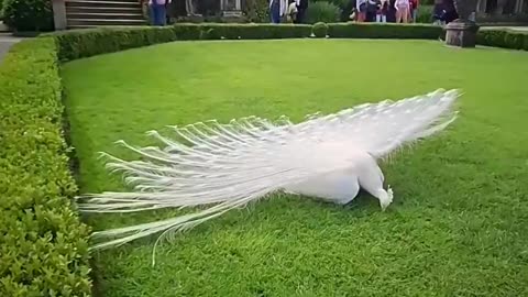 White Peacock