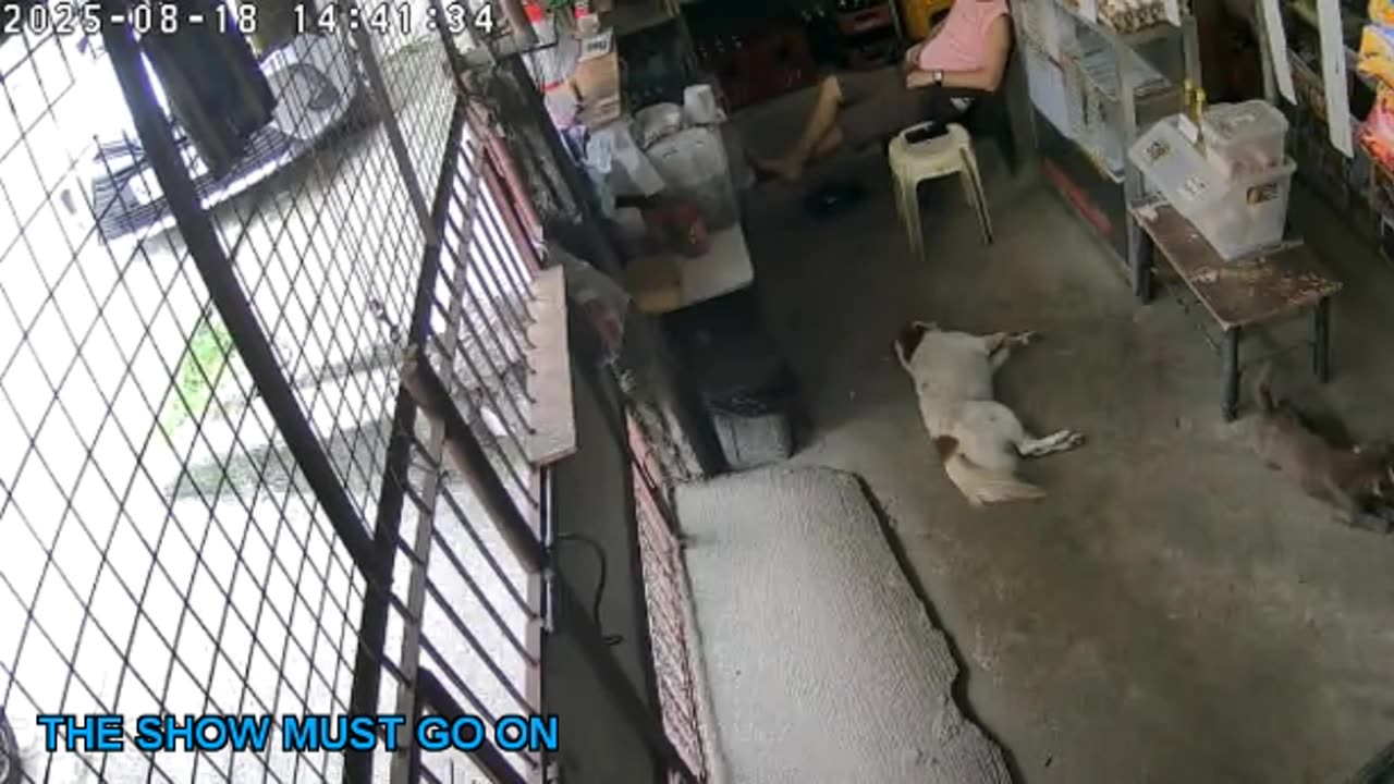 Mitsubishi Xpander 2019 Live