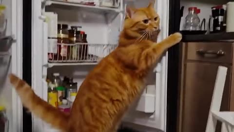 A big ginger cat stands and robs the refrigerator
