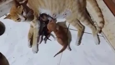 Mother cat Feeding her cutest tribe kittens