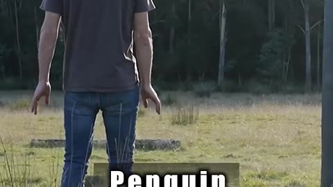 Funny How Animals Fight