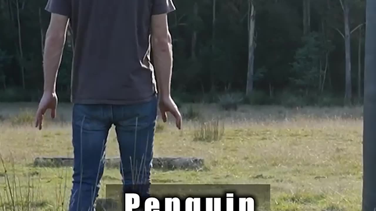 Funny How Animals Fight