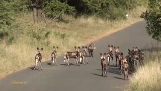 Wild Dogs in Road