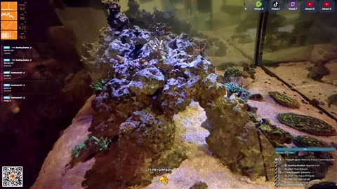 24/7 Real Live Reef Stream