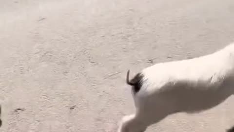 Video funny