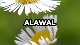 12 Rabi ul Awwal | Honoring Prophet Muhammad ﷺ #RabiUlAwwal #Peace #Blessings #Islam
