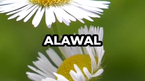 12 Rabi ul Awwal | Honoring Prophet Muhammad ﷺ #RabiUlAwwal #Peace #Blessings #Islam