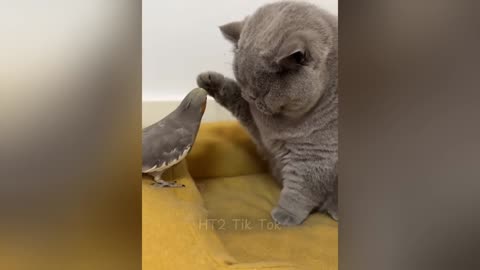 Try Not To Laugh - Funniest Animal Videos 2025