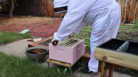 After a week of rain and cold, gots to check the bees.