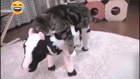 FUNNY PETS