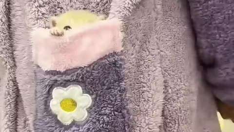 Comedy cat funny video