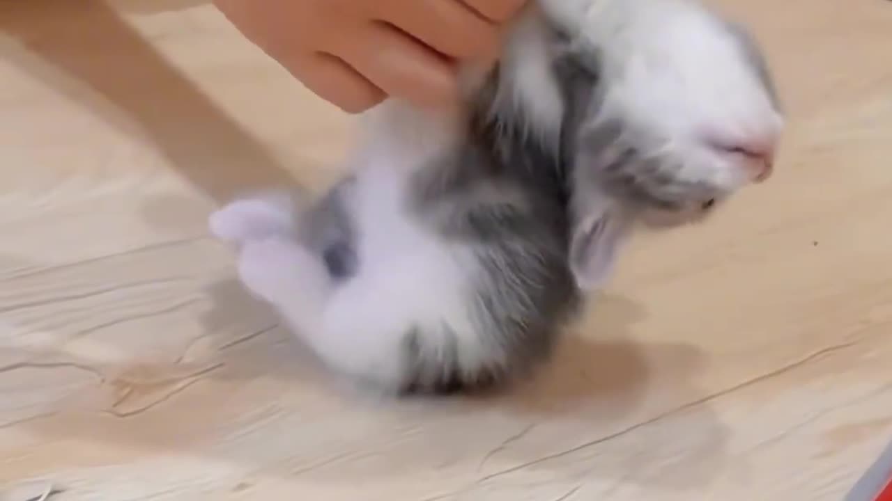 cute cat