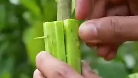 Air Layering with a Cucumber Twist!