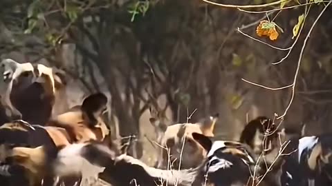 animals