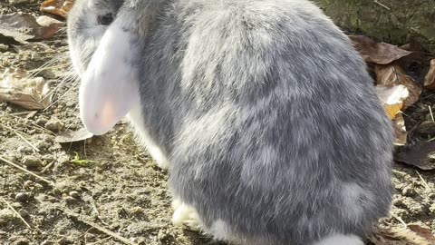 Bunny Nose Wiggle Close-Up