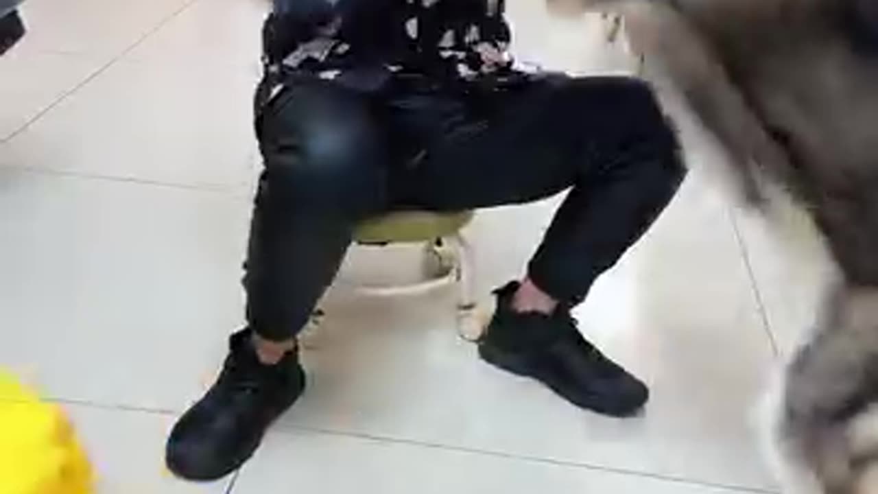 Cute dog