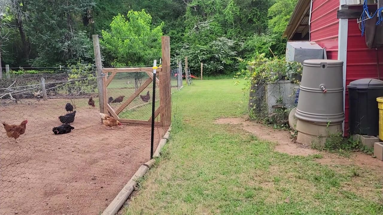Things are growing in the new raised bed garden