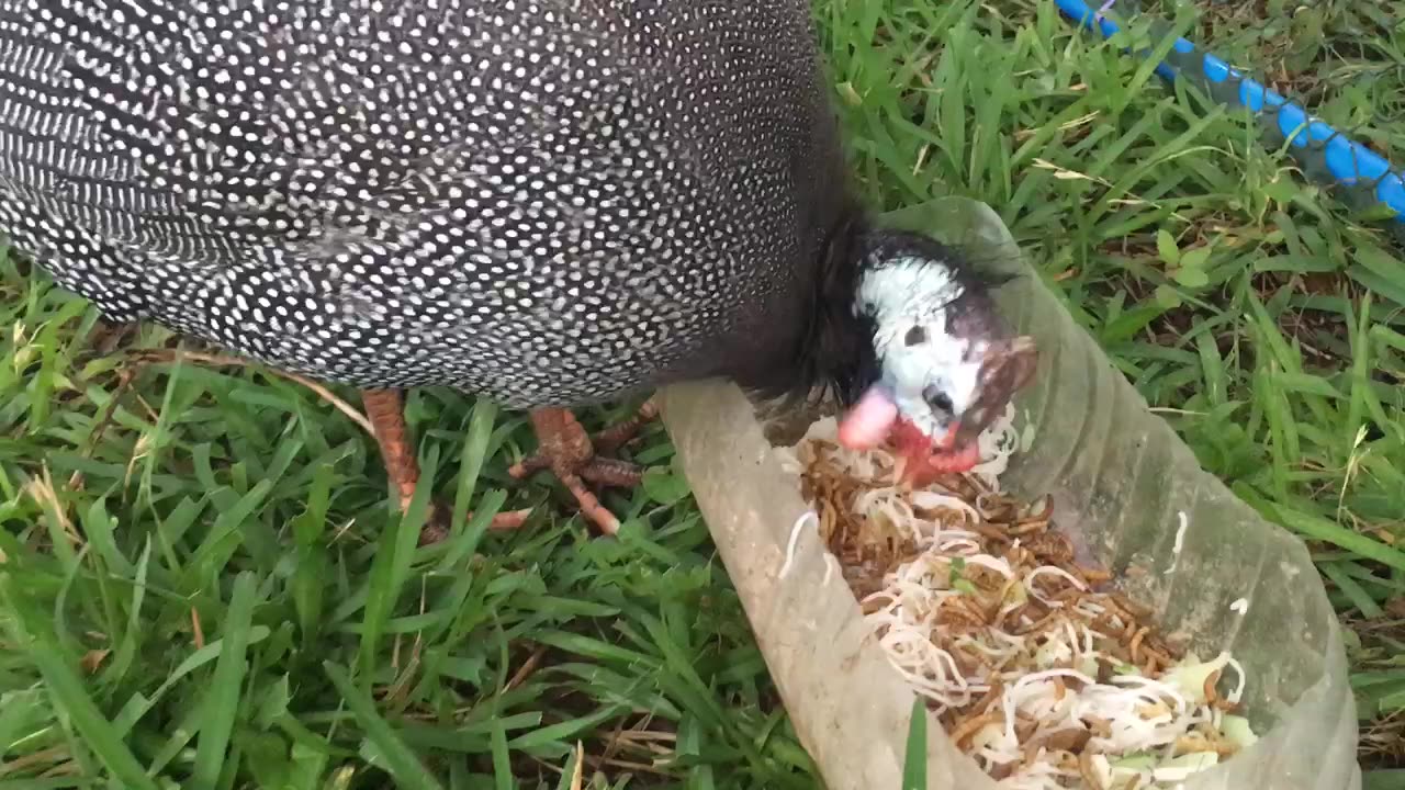 Guinea fowl enjoy eating pasta & noodles