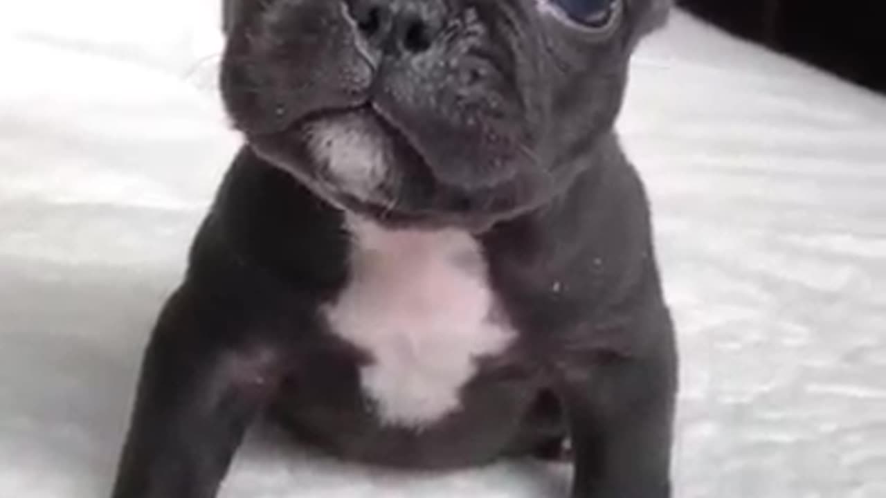 What's happen dog?