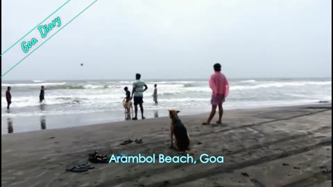 Dogs in Arambol beach, Goa