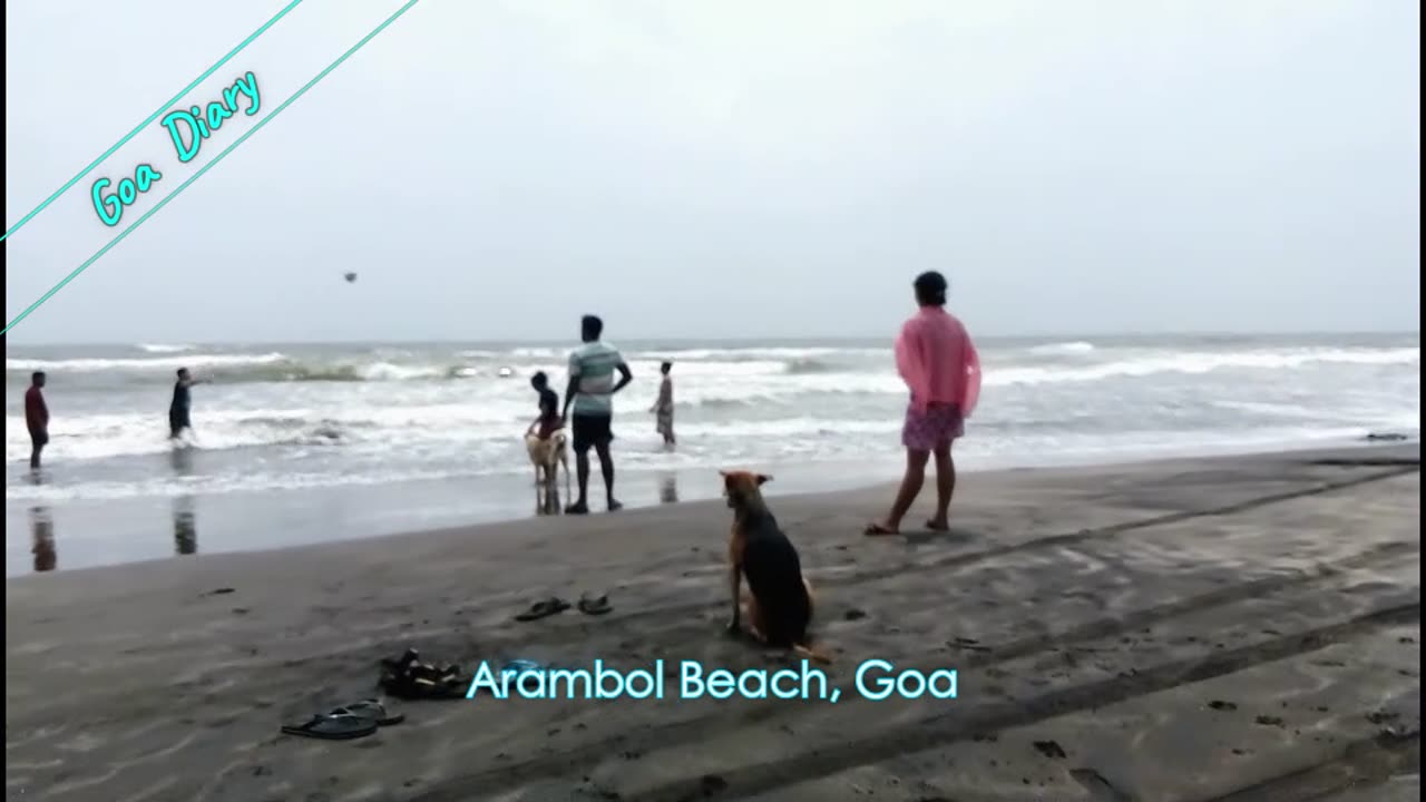 Dogs in Arambol beach, Goa