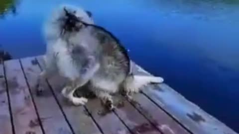 Funny Dog Water Fails 🐶 | Dog Splash Moments 🐾 | Wet Dog Shorts 😂