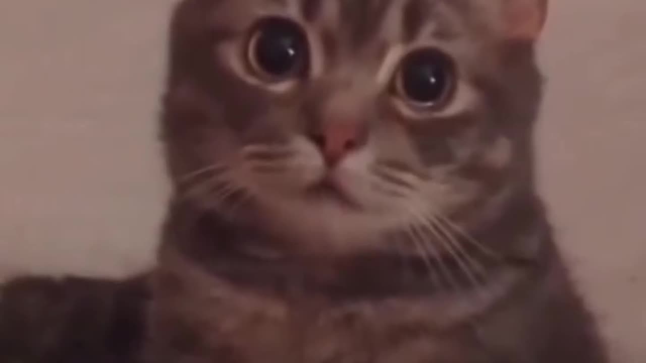😊 😆#Este 😸#Gatito 😽#Fue 😻#Adoptado 🫶🏻#Y 🫰🏼Su 🥰#Reacción. 👦🏻#NesChavez17.👍