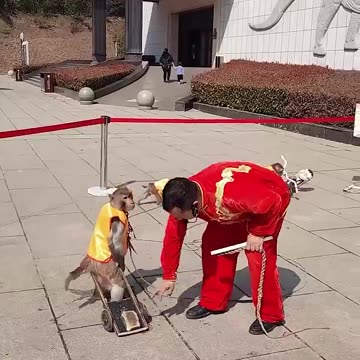 Look at what he's doing to the owner.😜😂😂😂👍