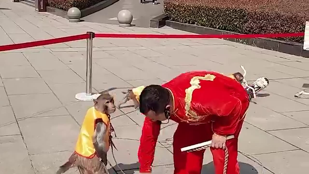 Look at what he's doing to the owner.😜😂😂😂👍