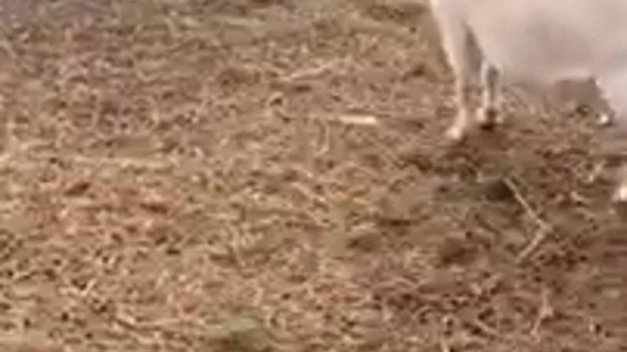 funny-animal-fight